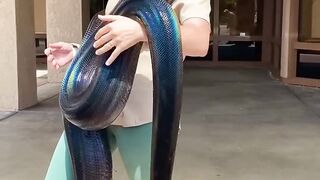 You Have To See This Gorgeous Rainbow Snake! ????????