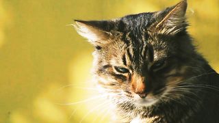 Cat see around