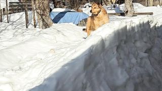Классная и Также Мощная Охрана Cool and Powerful Security