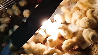 Ayam2Hari