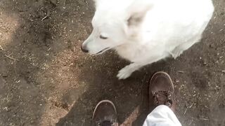 My Cute Dogi