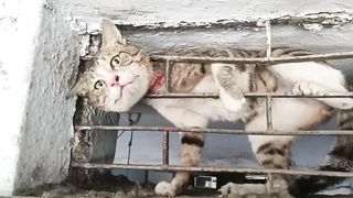Cat rescue