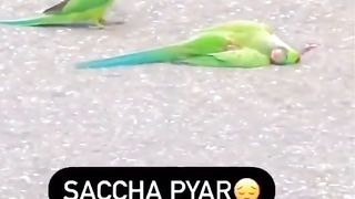 Dead parrot on the road