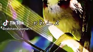 Jo bewafa ho Shakeel poetry
