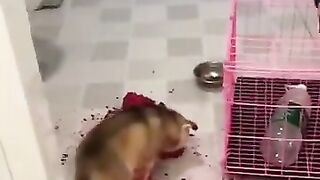 1_minute_of_dogs_being_funny_little_dumb-dumbs