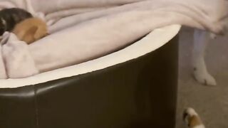 Dog and cat moment