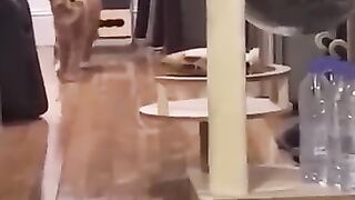 Funny_Animal_#209_