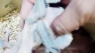 Parrot baby 2