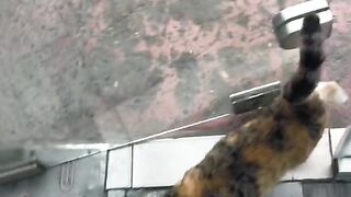 ЕДНА КОТКА В ГОЛЕМИЯ ГРАД