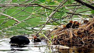 #Black duck with her baby