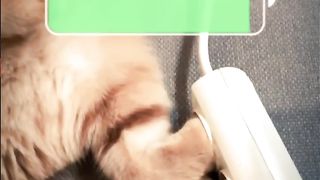 Cat After Recharging 2