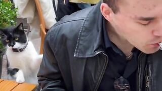 КОТКИТЕ В ГОЛЕМИЯ ГРАД