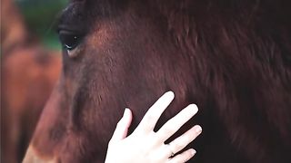 Very beautiful horse 2