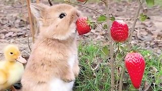 Beautiful rabit 2