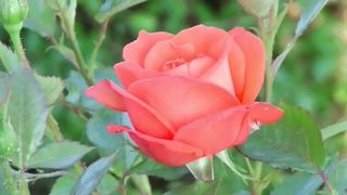 Very Beautiful Blooming Rose Flower