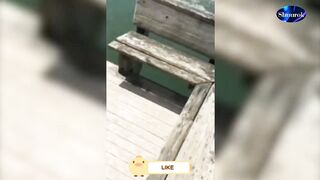 Funny Dog Fails - Funniest Cats And Dogs 2023 | Pets Island