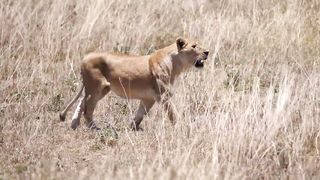 Lions Vs zebras video.  Pride of lions hunting and killing zebras