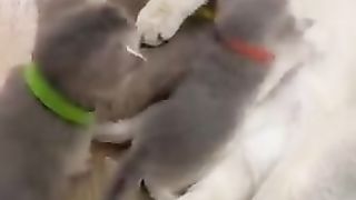 Small cats very hungry