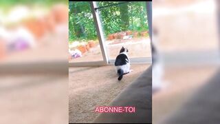 Meilleures vidéos d'animaux drôles 2023 ???? Vidéos de chiens et de chats les plus drôles????????