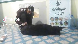 Gul veterinary clinic quetta