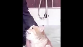 Funny video 288