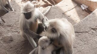 Monkey ???? family ???? meeting