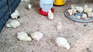 Ternak Ayam