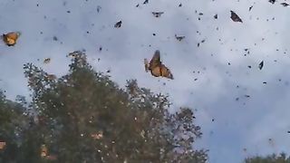 nature video status with music beautiful ❤️ nature status #short #nature