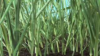 copyright-free-nature-videos-no-copyright-vide