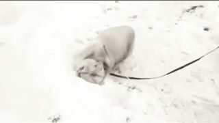 Funny Cats 2