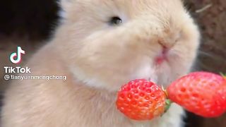 Cute Rabit  eating Strawberry
