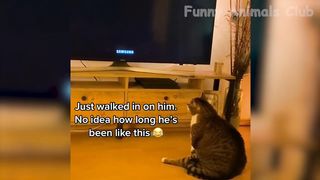 Animaux mignons et drôle ????????#2