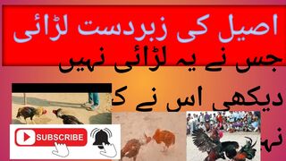 #viral#Febspot#imrankhan#fighting#hens fighting#viral