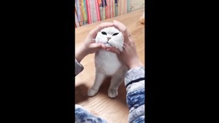 compilation cat funny