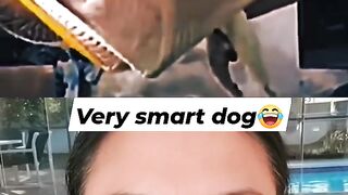 Funny dog video 2