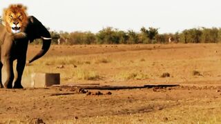 Cute Elephant