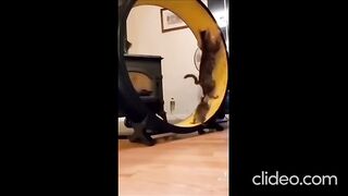Cats are awesome
