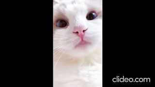 Cats are wonderful