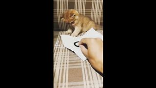 cat short baby