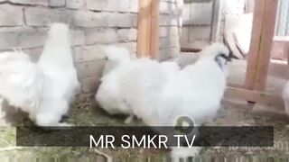 Birds,pet animals