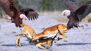King is Always King | Eagles captures a Goat | Amazing Raptors and Eagle Attacks | Eagles vs Monkey | Fox and Snake | Mr Markhor01