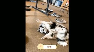 Secrets of disguise! The funniest animals!   Cool video with dogs and cats! 2023