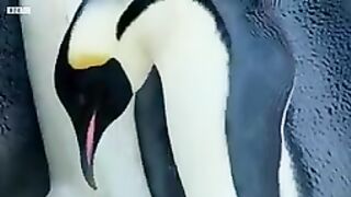 BABY PENGUIN