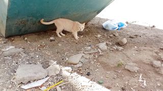 Cute orange cat