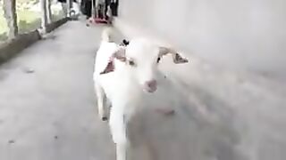 BABY GOATS