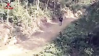 TIGER ATTACK