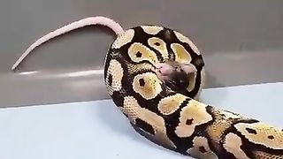 snack bites