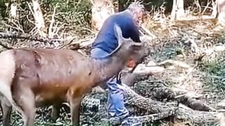 Hewan Rusa gokil memotong kayu bikin ngakak