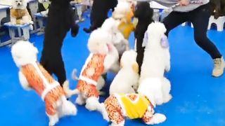 Anjing Pintar gokil bermain lompat tali