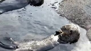 Sea otters swimming, relaxing, and snacking in the sunshine!